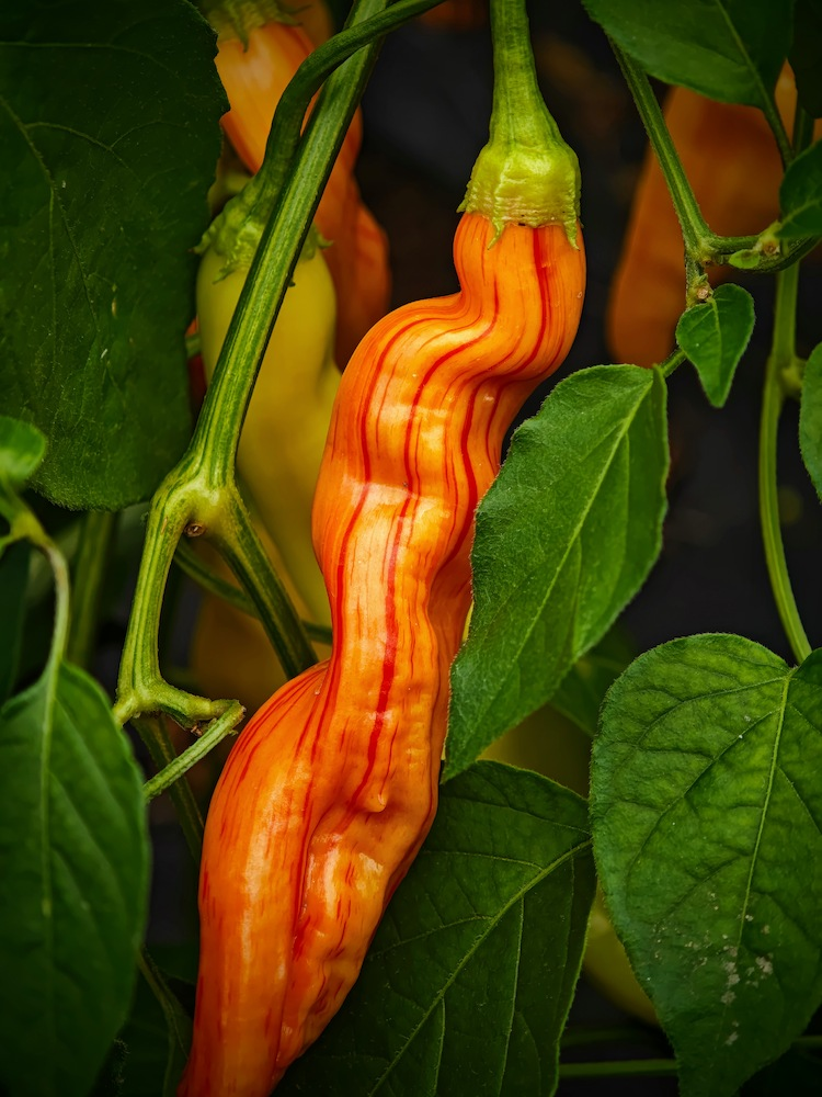 Pěstitel kontroluje chilli rostliny